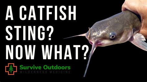catfish whiskers|catfish sting pictures.
